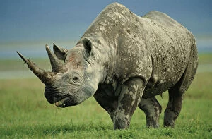 Black rhino portrait {Diceros bicornis} Ngorongoro NR, Tanzania