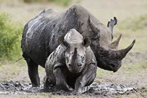 Black rhinoceros (Diceros bicornis) female and young in the mud, Masai-Mara Game Reserve, Kenya