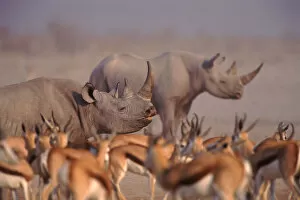 Images Dated 11th April 2003: Two Black rhinoceros (Diceros bicornis) with Springbok in foreground. Etosha NP, Namibia