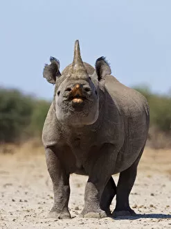 Black Rhino Collection: Black rhinoceros (Diceros bicornis) male urine testing, flehmen reaction, Etosha National Park