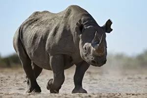 Black Rhino Gallery: Black rhinoceros (Diceros bicornis) Etosha National Park, Namibia October