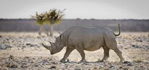 Black Rhino Collection: Black rhinoceros (Diceros bicornis) walking with its tail held high, Etosha National Park