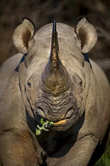 Black Rhino Gallery: Black rhinoceros (Diceros bicornis) feeding in early morning light, Kariega Game Reserve