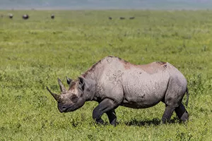 Images Dated 4th March 2016: Black rhinoceros (Diceros bicornis) female walking across grassland, Ngorongoro Crater