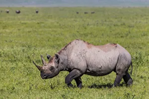 Images Dated 4th March 2016: Black rhinoceros (Diceros bicornis) female walking across grassland, Ngorongoro Crater
