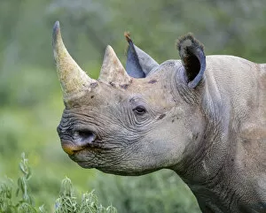 Black Rhino Gallery: Black rhinoceros (Diceros bicornis) Etosha National Park, Namibia. March
