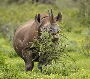 Black Rhino Gallery: Black rhinoceros (Diceros bicornis) browsing on a thorny Acacia bush, Etosha National Park, Namibia