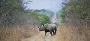 Black Rhino Collection: Black rhinoceros (Diceros bicornis) crossing a road, Phinda Private Game Reserve