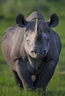 Black rhinoceros (Diceros bicornis) stands in evening light on Chiefa┬Ç┬Ös Island in Okavango Delta