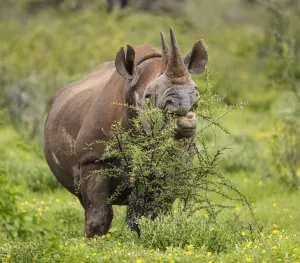 Black rhinoceros (Diceros bicornis) browsing on a thorny Acacia bush, Etosha National Park, Namibia