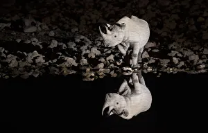 Black Rhino Prints: Black rhinoceros (Diceros bicornis) bull having a drink at night with perfect reflections