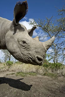 Black rhinoceros (Diceros bicornis) calf, hand reared, Endangered species, Mkhaya Game Reserve