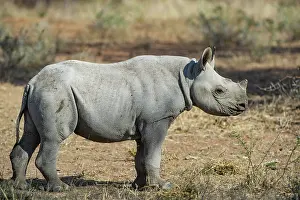 Private Reserve Prints: Black rhinoceros (Diceros bicornis) calf