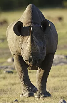 Black rhinoceros (Diceros bicornis) charging, Etosha National Park, Namibia, January