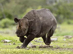 Images Dated 18th January 2011: Black Rhinoceros (Diceros bicornis) charging. Etosha National Park, Namibia, January