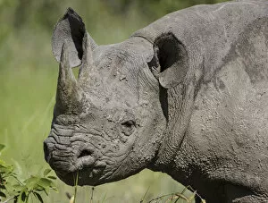 Black rhinoceros (Diceros bicornis) covered in mud, Mud on skin Etosha National Park