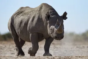 Black rhinoceros (Diceros bicornis) Etosha National Park, Namibia October