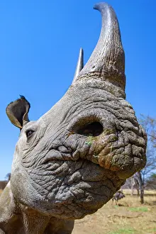 Private Reserve Prints: Black rhinoceros (Diceros bicornis) female