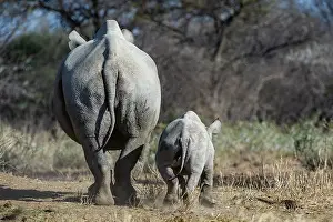 Side By Side Prints: Black rhinoceros (Diceros bicornis) female and calf