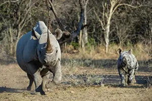 Private Reserve Prints: Black rhinoceros (Diceros bicornis) female and calf running