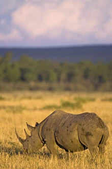 Black rhinoceros {Diceros bicornis} grazing, Masai Mara GR, Kenya