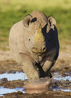 Black Rhino Gallery: Black rhinoceros {Diceros bicornis} head on, walking through mud, Etosha national park