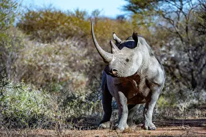 Marakele Np Prints: Black rhinoceros (Diceros bicornis) male