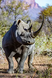Marakele Np Prints: Black rhinoceros (Diceros bicornis) male