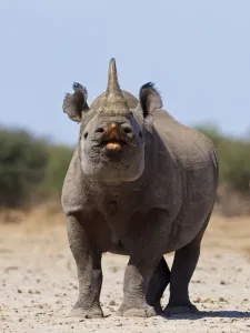 Black Rhino Prints: Black rhinoceros (Diceros bicornis) male urine testing