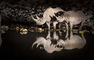 Black rhinoceros (Diceros bicornis) mother and calf having a drink at night with