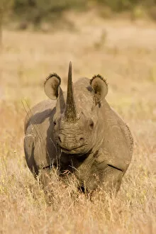 Black Rhino Collection: Black Rhinoceros {Diceros bicornis} with oxpecker foraging in ear, Kenya
