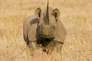 Black Rhino Collection: Black Rhinoceros {Diceros bicornis} portrait, Kenya