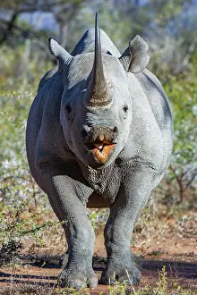 Marakele Np Prints: Black rhinoceros (Diceros bicornis) portrait