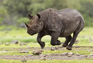 Images Dated 18th January 2011: Black Rhinoceros (Diceros bicornis) running. Etosha National Park, Namibia, January