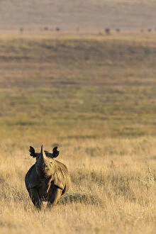Black Rhino Gallery: Black rhinoceros (Diceros bicornis) on savanna, Lewa Wildlife Conservancy, Laikipia