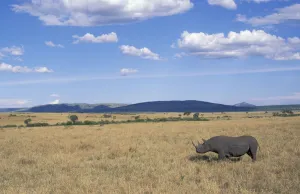 Black rhinoceros {Diceros bicornis} on savanna, Kenya