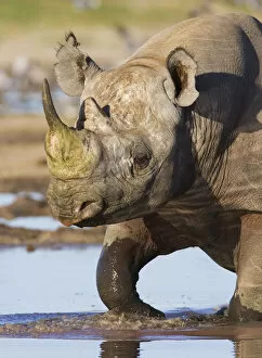 Black Rhino Collection: Black rhinoceros {Diceros bicornis} walking in water, Etosha national park, Namibia