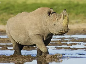Black Rhino Gallery: Black rhinoceros {Diceros bicornis} walking in water, Etosha national park, Namibia