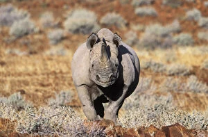 Black Rhino Gallery: Black rhinoceros walking, desert {Diceros bicornis} Damaraland, Namibia