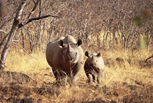 Black Rhino Gallery: Black rhinoceros with young {Diceros bicornis} Lapalala WR, South Africa