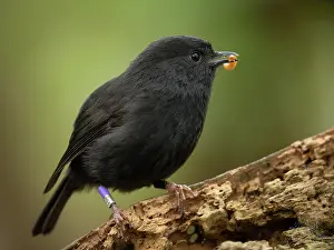 Bird Ring Prints: Black robin (Petroica traversi) perched on branch with mealworm in beak