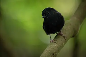 Bird Ring Prints: Black robin (Petroica traversi) portrait