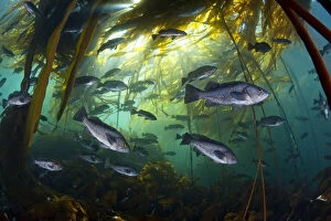 Alex Mustard Gallery: Black rockfish (Sebastes melanops) in bull kelp (Nereocystis luetkeana), Browning Pass