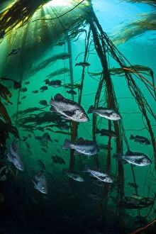 Alex Mustard 2021 Update Collection: Black rockfish (Sebastes melanops) school shelter in a bull kelp forest