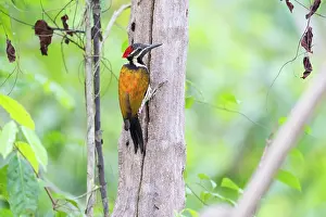 Maharashtra Prints: Black-rumped flameback woodpecker (Dinopium benghalense) male
