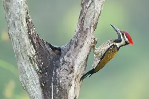 Woodpecker Prints: Black-rumped flameback woodpecker (Dinopium benghalense) male