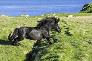 Jumping Gallery: Black Shetland pony jumps over ditch in field along the coast on the Shetland Islands