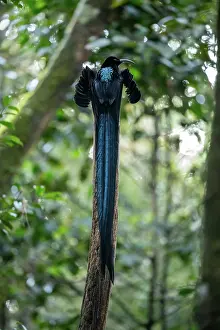 Paradisaeidae Prints: Black sicklebill (Epimachus fastosus) male displaying