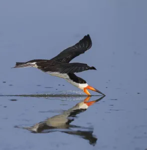 Pantanal Prints: Black skimmer (Rynchops flavirostris) fishing by skimming along water surface, Pantanal