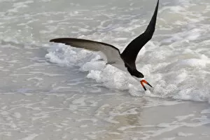 Black skimmer (Rynchops niger) foraging along surf line. Tierra Verde, Florida, USA